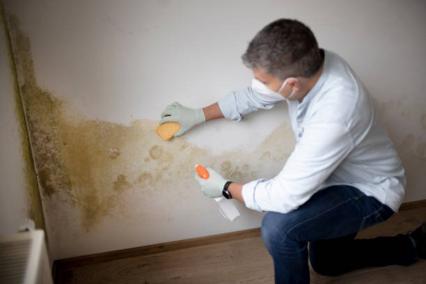 Asbestos and Lead Testing During Mold Inspection in Elk Rapids, MI