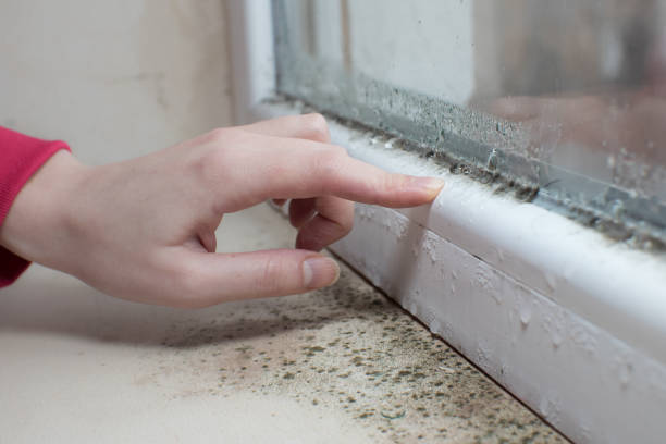 Best Dehumidification Services  in Elk Rapids, MI