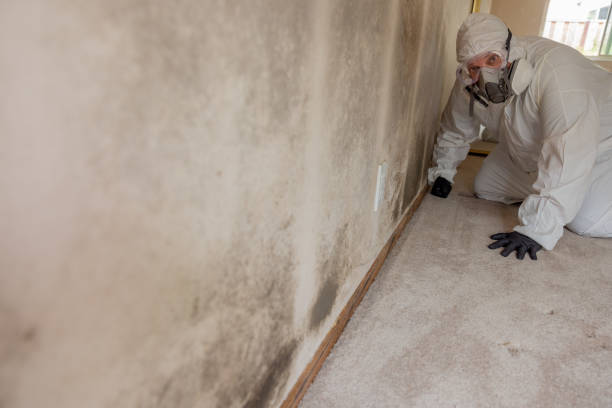 Best Environmental Consulting for Mold Prevention  in Elk Rapids, MI
